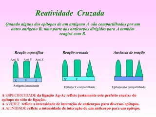 Reatividade  Cruzada Quando alguns dos epítopos de um antígeno A  são compartilhados por um outro antígeno B, uma parte dos anticorpos dirigidos para A também reagirá com B. Reação específica Reação cruzada Ausência de reação A  ESPECIFICIDADE  da ligação Ag-Ac reflete justamente este perfeito encaixe do  epítopo no sítio de ligação. A  AVIDEZ  reflete a intensidade de interação de anticorpos para diversos epitopos. A  AFINIDADE  reflete a intensidade de interação de um anticorpo para um epitopo.  Epítopo não compartilhado. X’ Y Epítopo Y compartilhado Antígeno imunizante X Y Z Anti X Anti Y Anti Z 