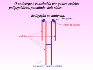 O anticorpo é constituído por quatro cadeias  polipeptídicas, possuindo  dois sítios  de ligação ao antígeno. Antígeno cadeias sítios de ligação anticorpo = imunoglobulina 