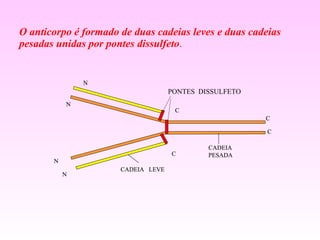 O anticorpo é formado de duas cadeias leves e duas cadeias pesadas unidas por pontes dissulfeto . 