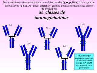 as  classes de  imunoglobulinas Nos mamíferos existem cinco tipos de cadeias pesadas (  e  ) e dois tipos de  cadeias leves (  e  ). As  cinco  diferentes  cadeias  pesadas formam cinco classes de anticorpos: Todos anticorpos  aqui apresentados, es- tão na forma mono- mérica. IgA e IgM apresentam formas poliméricas IgG IgM IgD IgA IgE 