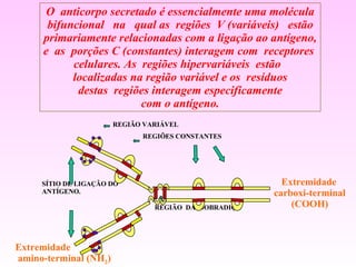 O   anticorpo secretado é essencialmente uma molécula bifuncional  na  qual as  regiões  V (variáveis)  estão primariamente relacionadas com a ligação ao antígeno, e  as  porções C (constantes) interagem com  receptores  celulares. As  regiões hipervariáveis  estão  localizadas na região variável e os  resíduos destas  regiões interagem especificamente com o antígeno. REGIÃO VARIÁVEL SÍTIO DE LIGAÇÃO DO ANTÍGENO. REGIÕES CONSTANTES REGIÃO  DA  DOBRADIÇA Extremidade amino-terminal (NH 2 ) Extremidade  carboxi-terminal  (COOH) 
