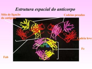 Estrutura espacial do anticorpo Cadeias pesadas Cadeia leve Fc Fab Sítio de ligação do antígeno 