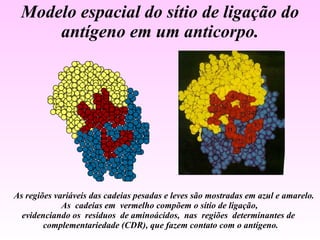 Modelo espacial do sítio de ligação do antígeno em um anticorpo. As regiões variáveis das cadeias pesadas e leves são mostradas em azul e amarelo. As  cadeias em  vermelho compõem o sítio de ligação,  evidenciando os  resíduos  de aminoácidos,  nas  regiões  determinantes de  complementariedade (CDR), que fazem contato com o antígeno. 