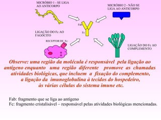 Observe: uma região da molécula é responsável  pela ligação ao  antígeno enquanto  uma  região  diferente  promove  as  chamadas  atividades biológicas, que incluem  a  fixação do complemento, a ligação da  imunoglobulina à tecidos do hospedeiro, às várias células do sistema imune etc. RECEPTOR DE  Fc MICRÓBIO 1 - SE LIGA AO ANTICORPO MICRÓBIO 2 - NÃO SE LIGA AO ANTICORPO LIGAÇÃO DO Fc AO FAGÓCITO LIGAÇÃO DO Fc AO COMPLEMENTO Fab: fragmento que se liga ao antígeno Fc: fragmento cristalisável – responsável pelas atividades biológicas mencionadas. Fab Fc 