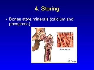 4. Storing Bones store minerals (calcium and phosphate) 