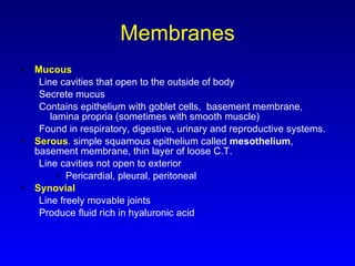 Membranes Mucous Line cavities that open to the outside of body Secrete mucus Contains epithelium with goblet cells,  basement membrane, lamina propria (sometimes with smooth muscle) Found in respiratory, digestive, urinary and reproductive systems. Serous .  simple squamous epithelium called  mesothelium , basement membrane, thin layer of loose C.T. Line cavities not open to exterior Pericardial, pleural, peritoneal Synovial Line freely movable joints Produce fluid rich in hyaluronic acid 