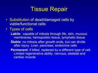 Tissue Repair Substitution  of dead/damaged cells by viable/functional cells Types of cells Labile :  capable of mitosis through life. skin, mucous membranes, hemopoietic tissue, lymphatic tissue Stable : no mitosis after growth ends, but can divide after injury. Liver, pancreas, endocrine cells Permanent : if killed, replaced by a different type of cell.  Limited regenerative ability. nervous, skeletal and cardiac muscle 
