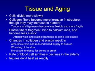 Tissue and Aging Cells divide more slowly  Collagen fibers become more irregular in structure, though they may increase in number Tendons and ligaments become less flexible and more fragile Elastic fibers fragment, bind to calcium ions, and become less elastic Arterial walls and elastic ligaments become less elastic Changes in collagen and elastin result in  Atherosclerosis and reduced blood supply to tissues Wrinkling of the skin Increased tendency for bones to break Rate of blood cell synthesis declines in the elderly Injuries don’t heal as readily 
