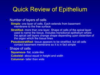 Quick Review of Epithelium Number of layers of cells Simple - one layer of cells. Each extends from basement membrane to the free surface Stratified - more than one layer. Shape of cells of the apical layer used to name the tissue. Includes transitional epithelium where the apical cell layers change shape depending upon distention of the organ which the tissue lines Pseudostratified - tissue appears to be stratified, but all cells contact basement membrane so it is in fact simple Shape of cells Squamous - flat, scale-like Cuboidal -  about equal in height and width Columnar - taller than wide 