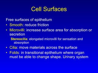 Cell Surfaces Free surfaces of epithelium  Smooth : reduce friction Microvilli : increase surface area for absorption or secretion Stereocilia :  elongated microvilli for sensation and absorption Cilia : move materials across the surface  Folds : in transitional epithelium where organ must be able to change shape. Urinary system 
