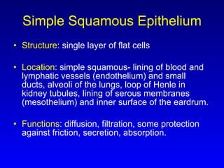 Simple Squamous Epithelium Structure : single layer of flat cells Location : simple squamous- lining of blood and lymphatic vessels (endothelium) and small ducts, alveoli of the lungs, loop of Henle in kidney tubules, lining of serous membranes (mesothelium) and inner surface of the eardrum. Functions : diffusion, filtration, some protection against friction, secretion, absorption. 