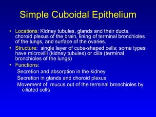 Simple Cuboidal Epithelium Locations:  Kidney tubules, glands and their ducts, choroid plexus of the brain, lining of terminal bronchioles of the lungs, and surface of the ovaries.  Structure :  single layer of cube-shaped cells; some types have microvilli (kidney tubules) or cilia (terminal bronchioles of the lungs) Functions: Secretion and absorption in the kidney Secretion in glands and choroid plexus Movement of  mucus out of the terminal bronchioles by ciliated cells 