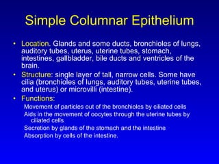 Simple Columnar Epithelium Location . Glands and some ducts, bronchioles of lungs, auditory tubes, uterus, uterine tubes, stomach, intestines, gallbladder, bile ducts and ventricles of the brain. Structure:  single layer of tall, narrow cells. Some have cilia (bronchioles of lungs, auditory tubes, uterine tubes, and uterus) or microvilli (intestine). Functions:   Movement of particles out of the bronchioles by ciliated cells Aids in the movement of oocytes through the uterine tubes by ciliated cells Secretion by glands of the stomach and the intestine Absorption by cells of the intestine. 