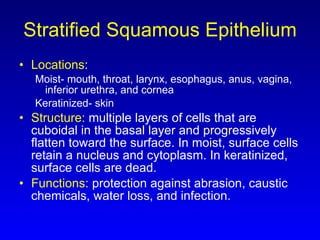 Stratified Squamous Epithelium Locations :  Moist- mouth, throat, larynx, esophagus, anus, vagina, inferior urethra, and cornea Keratinized- skin Structure:  multiple layers of cells that are cuboidal in the basal layer and progressively flatten toward the surface. In moist, surface cells retain a nucleus and cytoplasm. In keratinized, surface cells are dead. Functions:  protection against abrasion, caustic chemicals, water loss, and infection. 