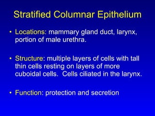 Stratified Columnar Epithelium Locations:  mammary gland duct, larynx, portion of male urethra. Structure : multiple layers of cells with tall thin cells resting on layers of more cuboidal cells.  Cells ciliated in the larynx. Function : protection and secretion 