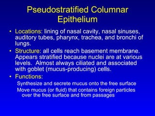 Pseudostratified Columnar Epithelium Locations:  lining of nasal cavity, nasal sinuses, auditory tubes, pharynx, trachea, and bronchi of lungs. Structure:  all cells reach basement membrane. Appears stratified because nuclei are at various levels.  Almost always ciliated and associated with goblet (mucus-producing) cells. Functions:   Synthesize and secrete mucus onto the free surface Move mucus (or fluid) that contains foreign particles over the free surface and from passages 
