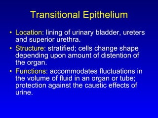 Transitional Epithelium Location:  lining of urinary bladder, ureters and superior urethra. Structure:  stratified; cells change shape depending upon amount of distention of the organ. Functions:  accommodates fluctuations in the volume of fluid in an organ or tube; protection against the caustic effects of urine. 