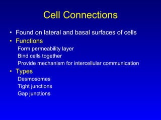 Cell Connections Found on lateral and basal surfaces of cells Functions Form permeability layer Bind cells together Provide mechanism for intercellular communication Types Desmosomes Tight junctions Gap junctions 