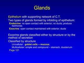 Glands Epithelium  with supporting network of C.T. Two types of glands formed by infolding of epithelium:  Endocrine : no open contact with exterior; no ducts; produce hormones Exocrine : open contact maintained with exterior; ducts Exocrine glands classified either by structure or by the method of secretion Classified by structure Unicellular:  goblet cells -- mucous Multicellular: simple and compound – stomach, duodenum Page 121 