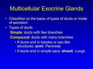 Multicellular Exocrine Glands Classified on the basis of types of ducts or mode of secretion Types of ducts Simple : ducts with few branches Compound : ducts with many branches If ducts end in tubules or sac-like structures:  acini . Pancreas If ducts end in simple sacs:  alveoli .   Lungs 