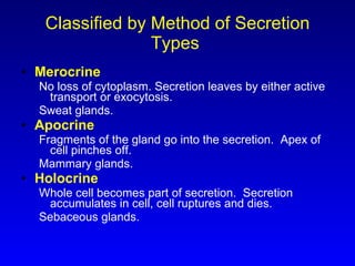 Classified by Method of Secretion Types  Merocrine No loss of cytoplasm. Secretion leaves by either active transport or exocytosis. Sweat glands.  Apocrine Fragments of the gland go into the secretion.  Apex of cell pinches off. Mammary glands.  Holocrine Whole cell becomes part of secretion.  Secretion accumulates in cell, cell ruptures and dies. Sebaceous glands.  