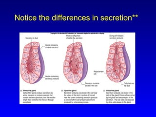 Notice the differences in secretion** 