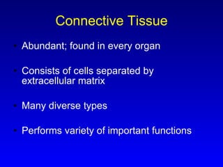 Connective Tissue Abundant; found in every organ Consists of cells separated by extracellular matrix Many diverse types Performs variety of important functions 
