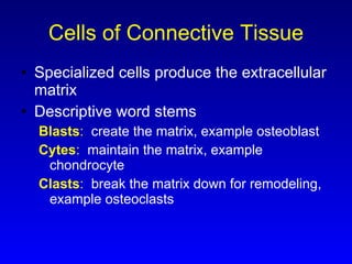 Cells of Connective Tissue Specialized cells produce the extracellular matrix Descriptive word stems Blasts :   create the matrix, example osteoblast Cytes :   maintain the matrix, example chondrocyte Clasts :   break the matrix down for remodeling, example osteoclasts 