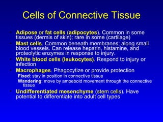 Cells of Connective Tissue Adipose  or  fat cells  ( adipocytes ). Common in some tissues (dermis of skin); rare in some (cartilage) Mast cells . Common beneath membranes; along small blood vessels. Can release heparin, histamine, and proteolytic enzymes in response to injury. White blood cells (leukocytes) .  Respond to injury or infection Macrophages . Phagocytize or provide protection Fixed : stay in position in connective tissue Wandering : move by amoeboid movement through the connective tissue Undifferentiated mesenchyme   ( stem cells ). Have potential to differentiate into adult cell types 