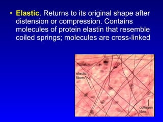 Elastic .  Returns to its original shape after distension or compression. Contains molecules of protein elastin that resemble coiled springs; molecules are cross-linked 