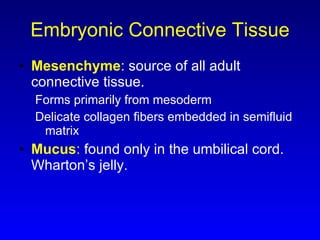 Embryonic Connective Tissue Mesenchyme : source of all adult connective tissue.  Forms primarily from mesoderm Delicate collagen fibers embedded in semifluid matrix  Mucus :  found only in the umbilical cord. Wharton’s jelly. 