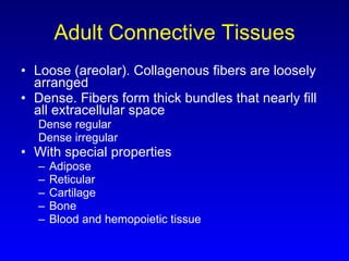 Adult Connective Tissues Loose (areolar). Collagenous fibers are loosely arranged Dense. Fibers form thick bundles that nearly fill all extracellular space Dense regular Dense irregular With special properties Adipose Reticular Cartilage Bone Blood and hemopoietic tissue 