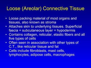 Loose (Areolar) Connective Tissue Loose packing material of most organs and tissues, also known as stroma Attaches skin to underlying tissues. Superficial fascia = subcutaneous layer = hypodermis Contains collagen, reticular, elastic fibers and all five types of cells Often seen in association with other types of C.T., like reticular tissue and fat Cells include fibroblasts, mast cells, lymphocytes, adipose cells, macrophages 