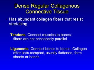 Dense Regular Collagenous Connective Tissue Has abundant collagen fibers that resist stretching Tendons : Connect muscles to bones; fibers are not necessarily parallel Ligaments : Connect bones to bones. Collagen often less compact, usually flattened, form sheets or bands 