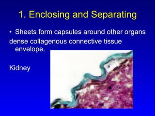 1. Enclosing and Separating Sheets form capsules around other organs dense collagenous connective tissue envelope.  Kidney 