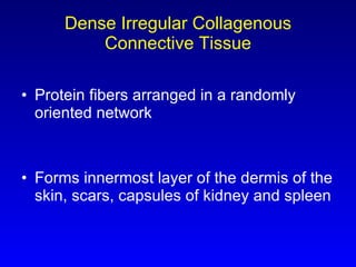 Dense Irregular Collagenous Connective Tissue Protein fibers arranged in a randomly oriented network Forms innermost layer of the dermis of the skin, scars, capsules of kidney and spleen 