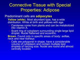 Connective Tissue with Special Properties: Adipose Predominant cells are  adipocytes Yellow  ( white ).  Most abundant type, has a wide distribution. White at birth and yellows with age.   Carotenes come from plants and can be metabolized into vitamin A.  Scant ring of cytoplasm surrounding single large lipid droplet. Nuclei flattened and eccentric. Brown . Found only in specific areas of body: axillae, neck and near kidneys  Cells are polygonal in shape, have a considerable volume of cytoplasm and contain multiple lipid droplets of varying size. Nuclei are round and almost centrally located.  