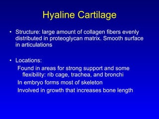 Hyaline Cartilage Structure: large amount of collagen fibers evenly distributed in proteoglycan matrix. Smooth surface in articulations Locations: Found in areas for strong support and some flexibility: rib cage, trachea, and bronchi In embryo forms most of skeleton Involved in growth that increases bone length 