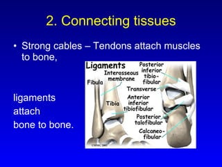 2. Connecting tissues Strong cables – Tendons attach muscles to bone,  ligaments attach  bone to bone. 