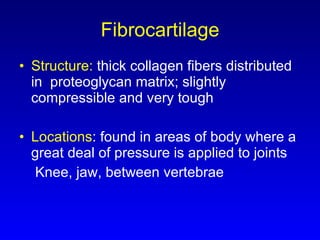 Fibrocartilage Structure:  thick collagen fibers distributed in  proteoglycan matrix; slightly compressible and very tough Locations : found in areas of body where a great deal of pressure is applied to joints Knee, jaw, between vertebrae 