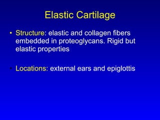 Elastic Cartilage Structure : elastic and collagen fibers embedded in proteoglycans. Rigid but elastic properties Locations:  external ears and epiglottis 
