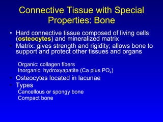 Connective Tissue with Special Properties:   Bone Hard connective tissue composed of living cells ( osteocytes ) and mineralized matrix Matrix: gives strength and rigidity; allows bone to support and protect other tissues and organs Organic: collagen fibers Inorganic: hydroxyapatite (Ca plus PO 4 ) Osteocytes located in lacunae Types Cancellous or spongy bone Compact bone 
