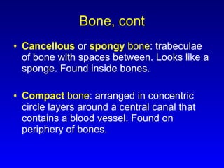 Bone, cont Cancellous   or  spongy  bone : trabeculae of bone with spaces between. Looks like a sponge. Found inside bones. Compact  bone : arranged in concentric circle layers around a central canal that contains a blood vessel. Found on periphery of bones. 