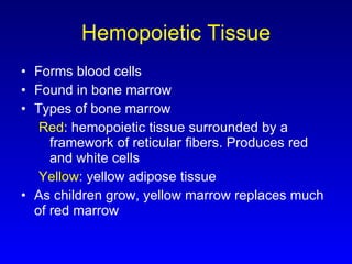 Hemopoietic Tissue Forms blood cells Found in bone marrow  Types of bone marrow Red : hemopoietic tissue surrounded by a framework of reticular fibers. Produces red and white cells Yellow : yellow adipose tissue As children grow, yellow marrow replaces much of red marrow 