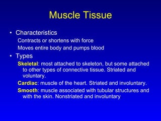 Muscle Tissue Characteristics Contracts or shortens with force Moves entire body and pumps blood Types Skeletal : most attached to skeleton, but some attached to other types of connective tissue. Striated and voluntary. Cardiac : muscle of the heart. Striated and involuntary. Smooth : muscle associated with tubular structures and with the skin. Nonstriated and involuntary . 