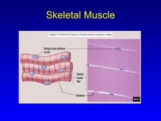 Skeletal Muscle 