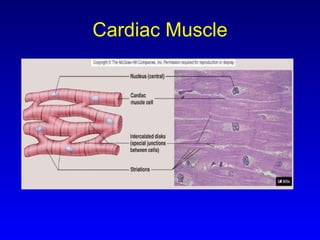 Cardiac Muscle 