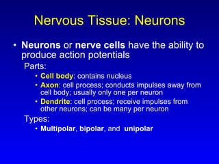 Nervous Tissue: Neurons Neurons  or  nerve cells  have the ability to produce action potentials Parts: Cell body : contains nucleus Axon : cell process; conducts impulses away from cell body; usually only one per neuron Dendrite : cell process; receive impulses from other neurons; can be many per neuron Types: Multipolar ,  bipolar , and  unipolar 