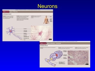 Neurons 