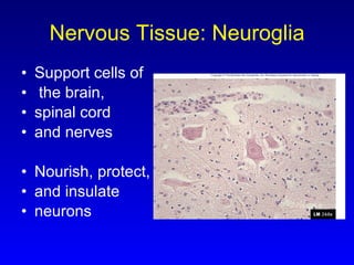 Nervous Tissue: Neuroglia Support cells of the brain,  spinal cord  and nerves Nourish, protect,  and insulate  neurons 
